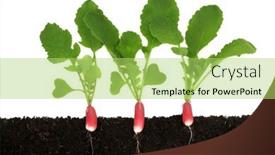  Presentation with vegetable gardening - PPT layouts with radish-salad-vegetable-plants background and a yellow colored foreground
