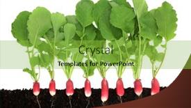  Presentation with immune system - Presentation theme consisting of radish-vegetable-plants-with-roots background and a yellow colored foreground