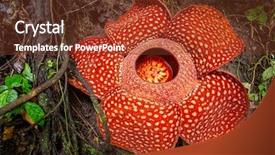  Presentation with indonesia - PPT layouts having rafflesia the biggest flower background and a tawny brown colored foreground