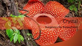  Presentation with indonesia - Presentation design with rafflesia the biggest flower background and a red colored foreground