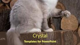  Presentation with doll - Beautiful presentation theme featuring rag-doll-cat-young-cat backdrop and a tawny brown colored foreground