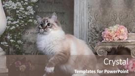  Presentation with doll - Beautiful PPT theme featuring rag-doll-cat-young-cat backdrop and a gray colored foreground