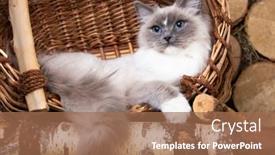  Presentation with doll - Slide deck consisting of rag-doll-cat-young-cat background and a coral colored foreground