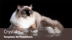  Presentation with doll - Colorful PPT layouts enhanced with rag-doll-cat-young-cat backdrop and a tawny brown colored foreground