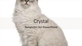  Presentation with old - Colorful theme enhanced with ragdoll 6 months old sitting in front of a white backgroung backdrop and a soft green colored foreground