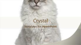  Presentation with archi old - PPT theme having ragdoll 6 months old sitting in front of a white backgroung background and a lemonade colored foreground