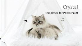  Presentation with cat - Theme enhanced with ragdoll-breed-cat-feeds-kittens and a white colored foreground