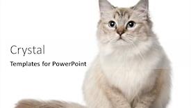  Presentation with cat - Slide deck consisting of ragdoll cat 10 months old sitting in front of white background background and a white colored foreground