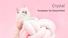  Presentation with pink cat - Presentation design with ragdoll cat small cute kitten portrait with funny knott pillow on pink background pedigree pet background and a white colored foreground