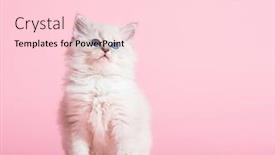  Presentation with pink cat - Amazing presentation theme having ragdoll cat small cute kitten portrait on pink background pedigree pet backdrop and a lemonade colored foreground