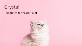  Presentation with pink cat - Presentation consisting of ragdoll cat small cute kitten portrait on pink background pedigree pet background and a lemonade colored foreground