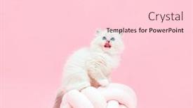  Presentation with pink cat - Presentation consisting of ragdoll-cat-small-cute-kitten background and a lemonade colored foreground