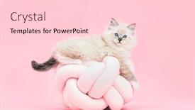  Presentation with kitten - Beautiful presentation design featuring ragdoll-cat-small-cute-kitten backdrop and a lemonade colored foreground