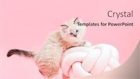  Presentation with pink cat - Presentation theme with ragdoll-cat-small-cute-kitten background and a lemonade colored foreground