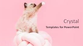  Presentation with pink cat - Colorful presentation enhanced with ragdoll-cat-small-cute-kitten backdrop and a light gray colored foreground