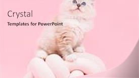  Presentation with pink cat - Audience pleasing presentation theme consisting of ragdoll-cat-small-cute-kitten backdrop and a lemonade colored foreground