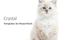  Presentation with kitten - Slide set with ragdoll cat small kitten portrait isolated on white background pedigree pet background and a white colored foreground