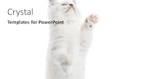  Presentation with paw - Amazing presentation having ragdoll-cat-small-kitten-standing backdrop and a white colored foreground