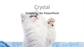  Presentation with paw - Presentation theme featuring ragdoll-cat-small-kitten-stretching background and a white colored foreground
