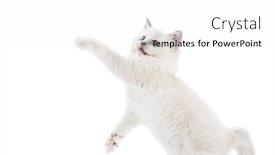  Presentation with paw - Presentation featuring ragdoll-cat-small-kitten-stretching background and a white colored foreground