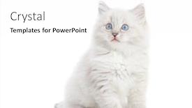  Presentation with kitten - Beautiful PPT theme featuring ragdoll cat small white kitten portrait isolated on white background pedigree pet backdrop and a white colored foreground