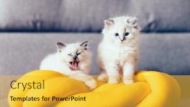  Presentation with cats - Amazing presentation design having ragdoll cats small kittens portrait on a funny knott pillow at home relax and rest backdrop and a yellow colored foreground
