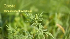  Presentation with august - Slides having ragweed-highly-allergic-plant-releaseing background and a tawny brown colored foreground
