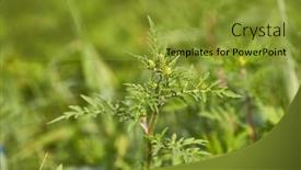  Presentation with august - PPT theme enhanced with ragweed-highly-allergic-plant-releaseing background and a gold colored foreground