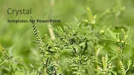  Presentation with plant - Theme with ragweed-plant-highly-allergic-releaseing background and a yellow colored foreground