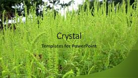  Presentation with allergy - Presentation theme having ragweed plants ambrosia artemisiifolia causing background and a yellow colored foreground