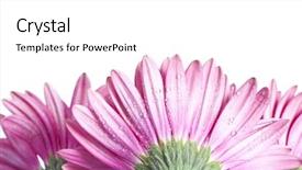  Presentation with gerbera daisy pink flower - Slide set with rain backgrounds - closeup pink gerbera daisy flower background and a  colored foreground