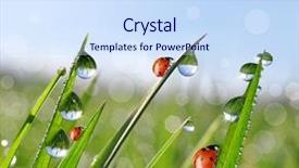  Presentation with food waste fresh in garbage - PPT theme with rain backgrounds - fresh morning dew and ladybirds background and a  colored foreground