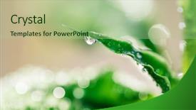  Presentation with beautiful nature - Beautiful slide deck featuring rain backgrounds - morning nature background with beautiful backdrop and a  colored foreground
