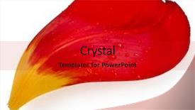 Presentation with rain water - Theme having rain bow - petal of flower with water background and a crimson colored foreground