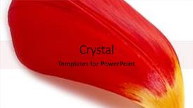  Presentation with rain water - Audience pleasing PPT theme consisting of rain bow - single petal of flower backdrop and a black colored foreground