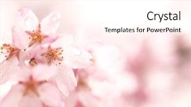  Presentation with cherry blossom - Cool new slide deck with rain cherry blossom flower backdrop and a pink colored foreground