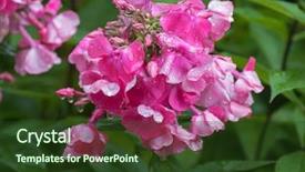  Presentation with rain fall - Slide deck having rain drop also called garden background and a tawny brown colored foreground