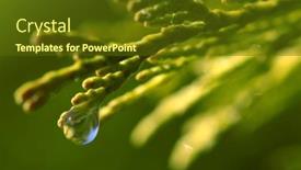  Presentation with drop - Colorful slide set enhanced with rain-drop-on-thuja-branch backdrop and a tawny brown colored foreground
