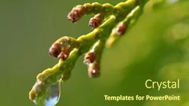  Presentation with drop - Cool new PPT theme with rain-drop-on-thuja-branch backdrop and a tawny brown colored foreground