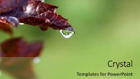  Presentation with water leaf - Slides enhanced with rain drop swamp - red maple leaf with droplets background and a  colored foreground