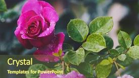  Presentation with pink rose - Presentation theme consisting of rain drops blooming in garden background and a tawny brown colored foreground