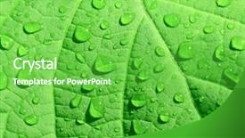  Presentation with rain - Amazing PPT layouts having rain drops on a green leafs backdrop and a seafoam green colored foreground