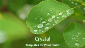  Presentation with rain - Amazing slide set having environmental hygiene - rain drops on the leaves backdrop and a tawny brown colored foreground