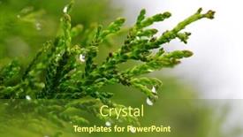  Presentation with rain - Cool new slide deck with rain-drops-on-thuja-branch backdrop and a tawny brown colored foreground