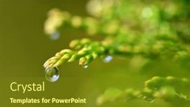  Presentation with rain - Presentation theme featuring rain-drops-on-thuja-branch background and a tawny brown colored foreground