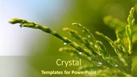  Presentation with rain - Colorful presentation theme enhanced with rain-drops-on-thuja-branch backdrop and a tawny brown colored foreground