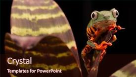  Presentation with amazon forest rainforest in brazil - PPT theme consisting of tiger leg monkey tree frog background and a wine colored foreground