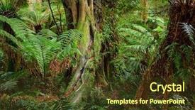  Presentation with australia - PPT layouts consisting of rain forest australia background and a tawny brown colored foreground