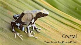  Presentation with tropical rainforest - Theme enhanced with rain forest in french guyana background and a yellow colored foreground