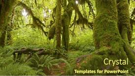  Presentation with united states - Slides enhanced with rain-forest-in-olympic-national background and a tawny brown colored foreground